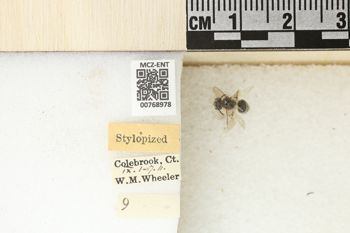 Media type: image;   Entomology 768978 Aspect: Labels